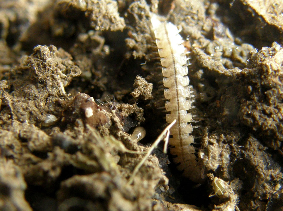 Polydesmidae da identificare