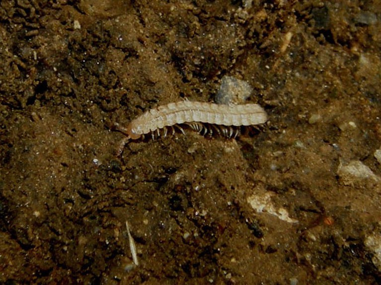 Polydesmidae da identificare