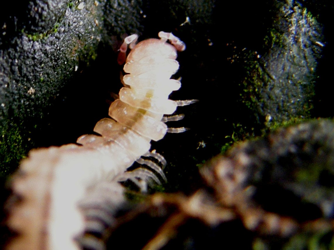 Polydesmidae da identificare