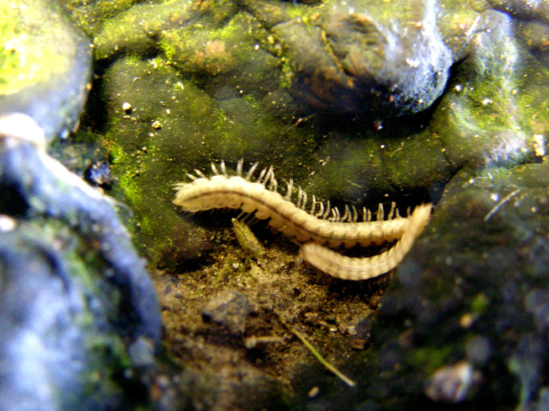 Polydesmidae da identificare