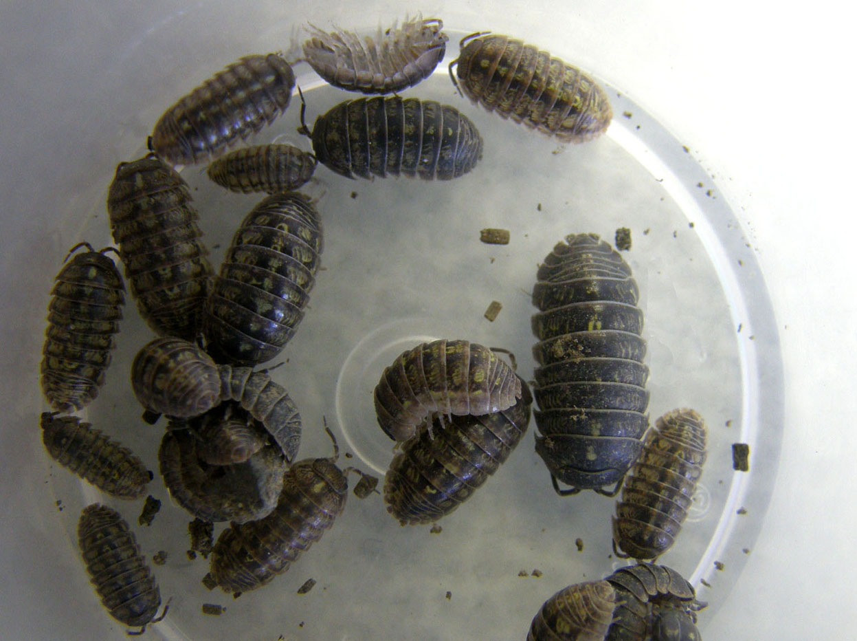 Armadillidium