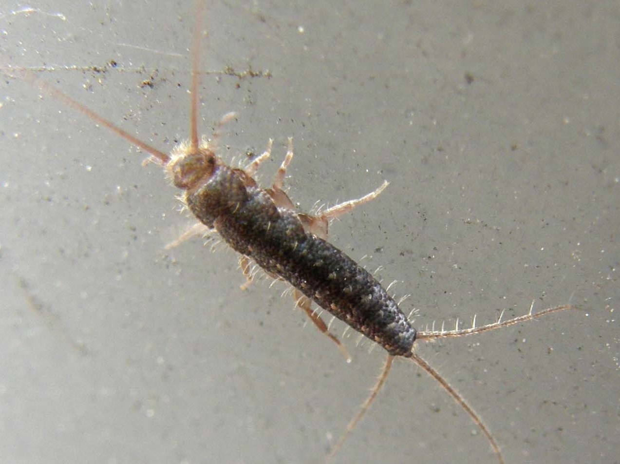 Lepismatidae