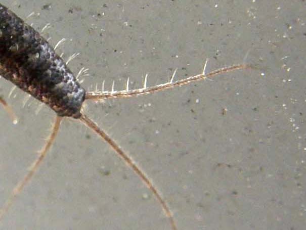 Lepismatidae