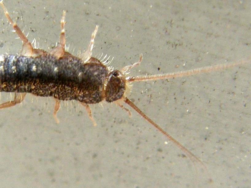 Lepismatidae