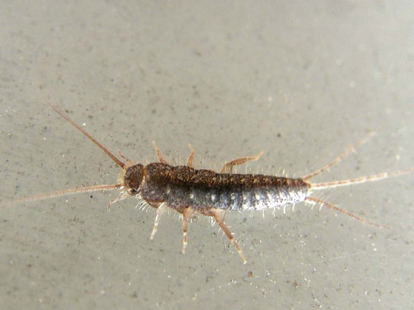Lepismatidae