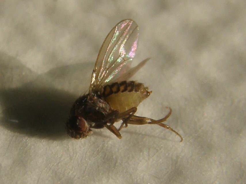 Drosophila sp.