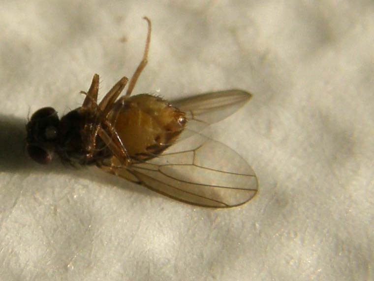 Drosophila sp.