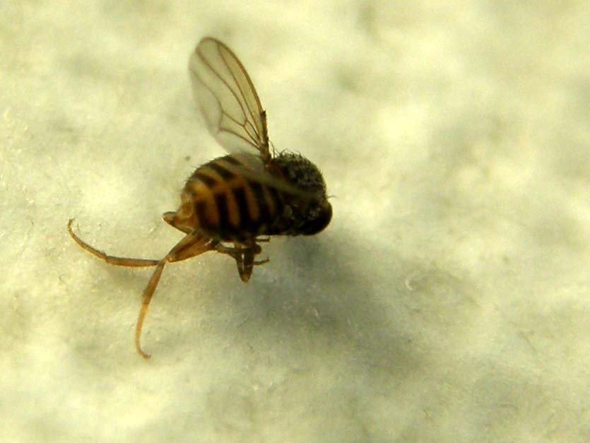 Drosophila sp.