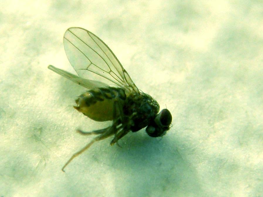Drosophila sp.