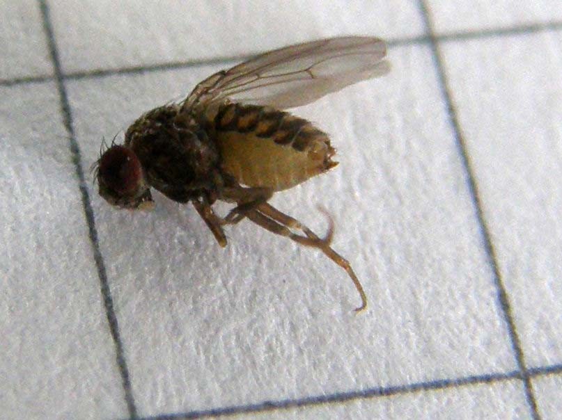 Drosophila sp.