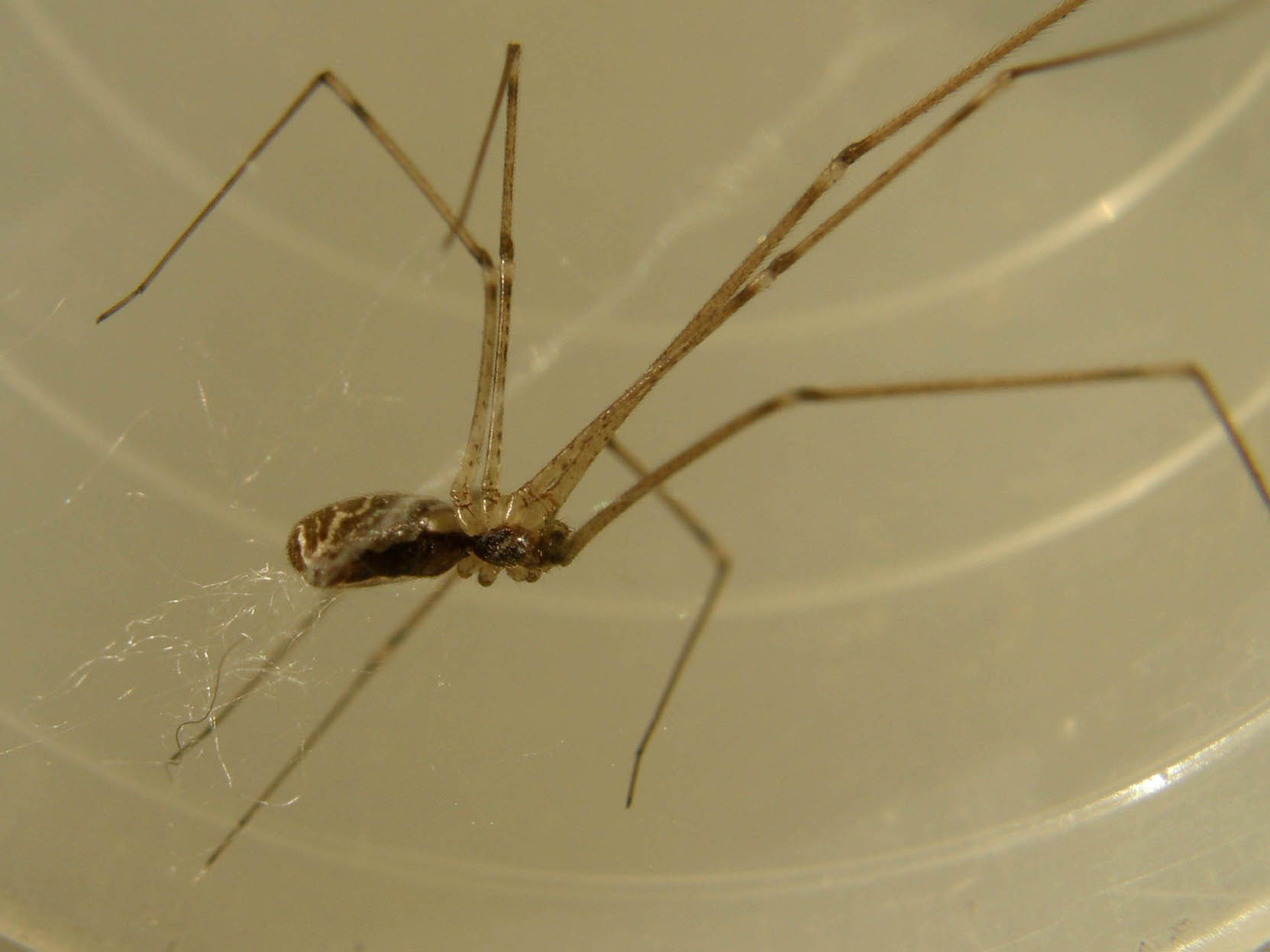 Holocnemus pluchei