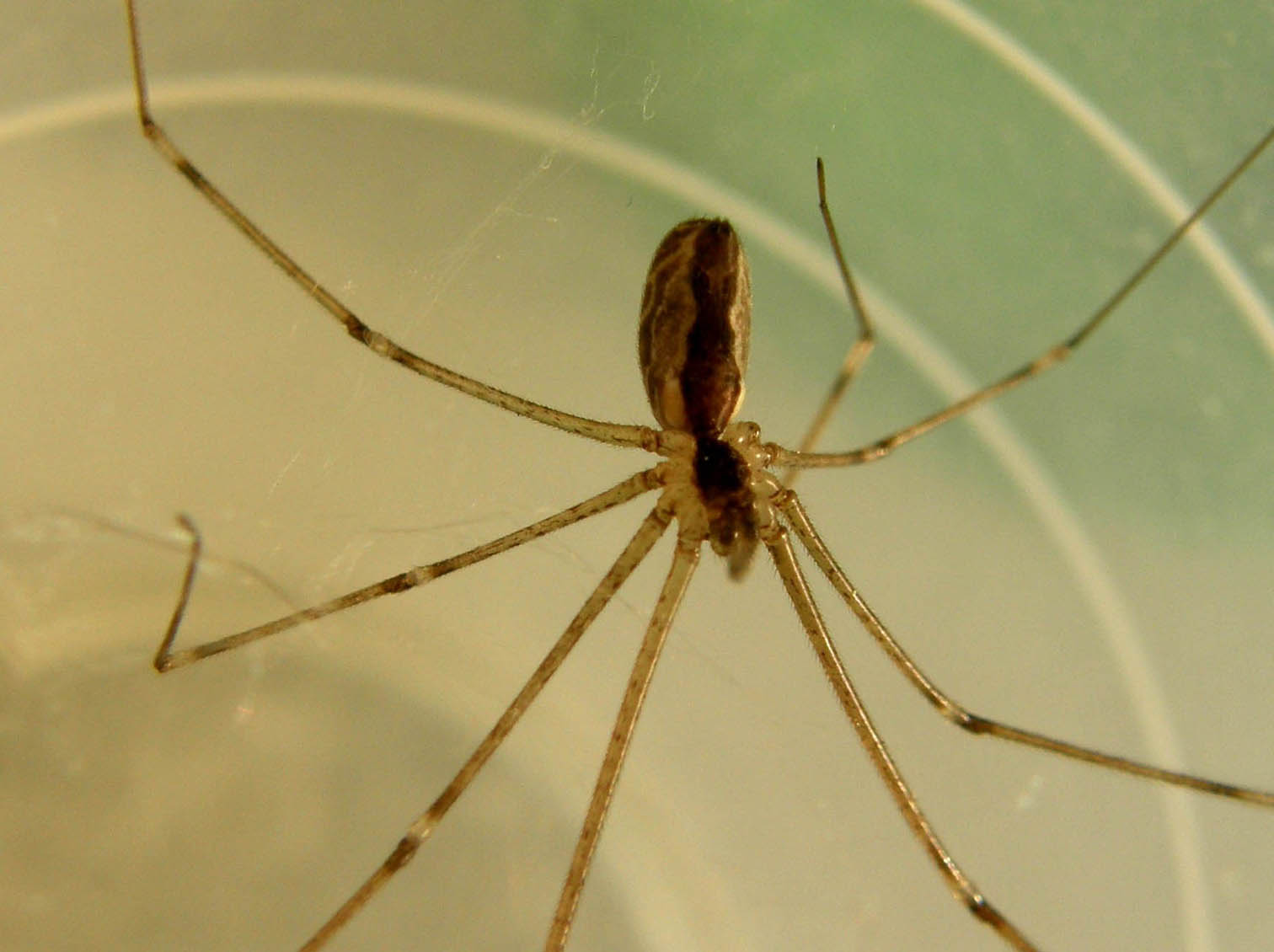 Holocnemus pluchei