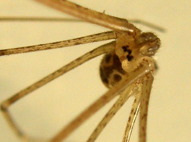 Holocnemus pluchei