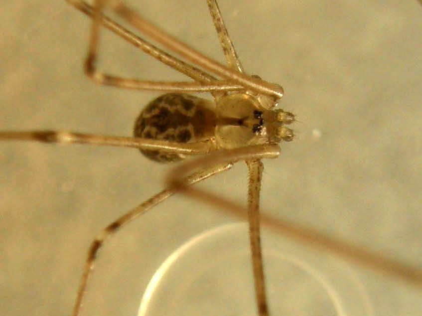 Holocnemus pluchei