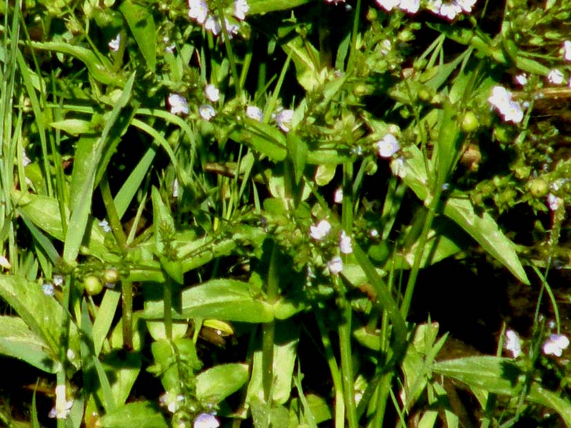 Veronica anagallis-aquatica