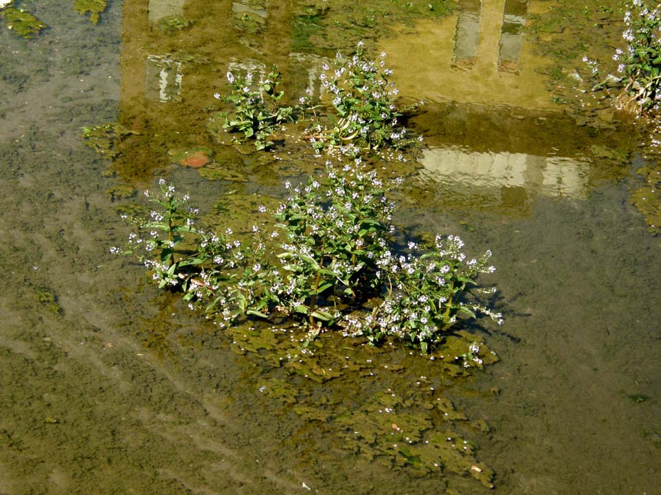 Veronica anagallis-aquatica
