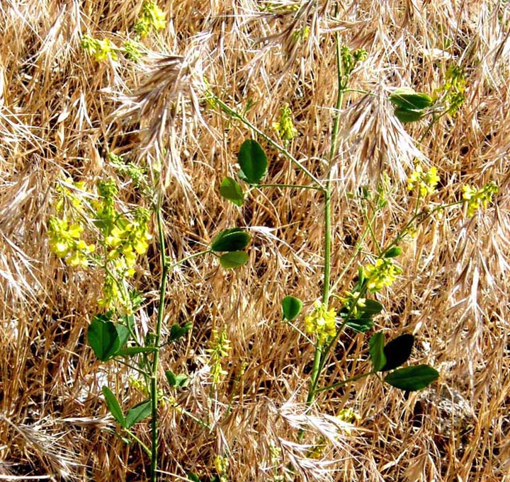 Melilotus cfr. italicus (Fabaceae)