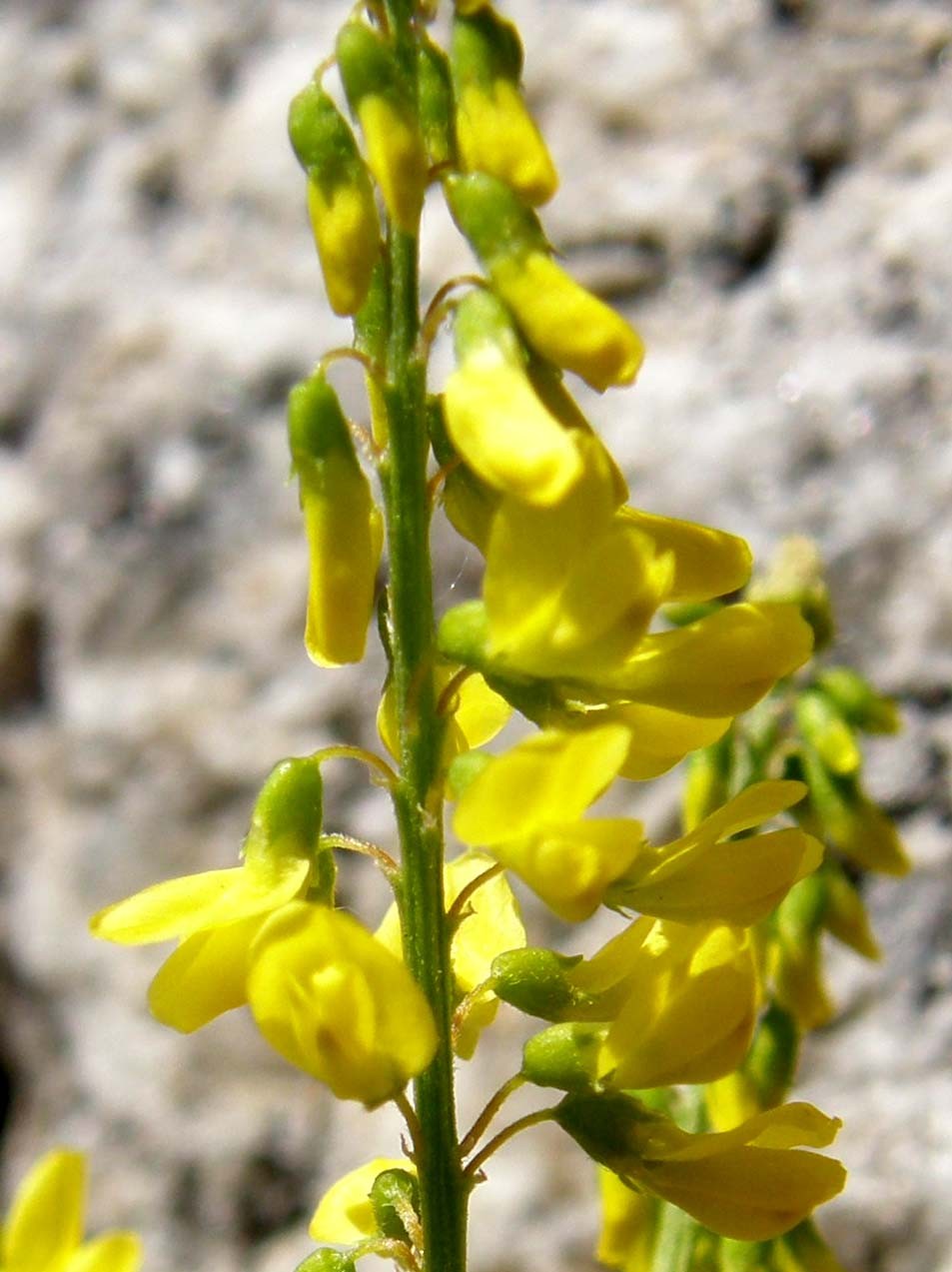 Melilotus cfr. italicus (Fabaceae)