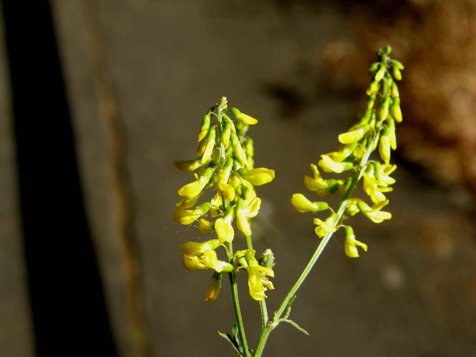 Melilotus cfr. italicus (Fabaceae)