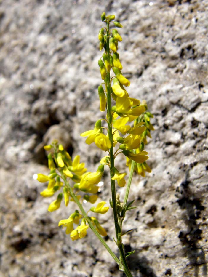 Melilotus cfr. italicus (Fabaceae)