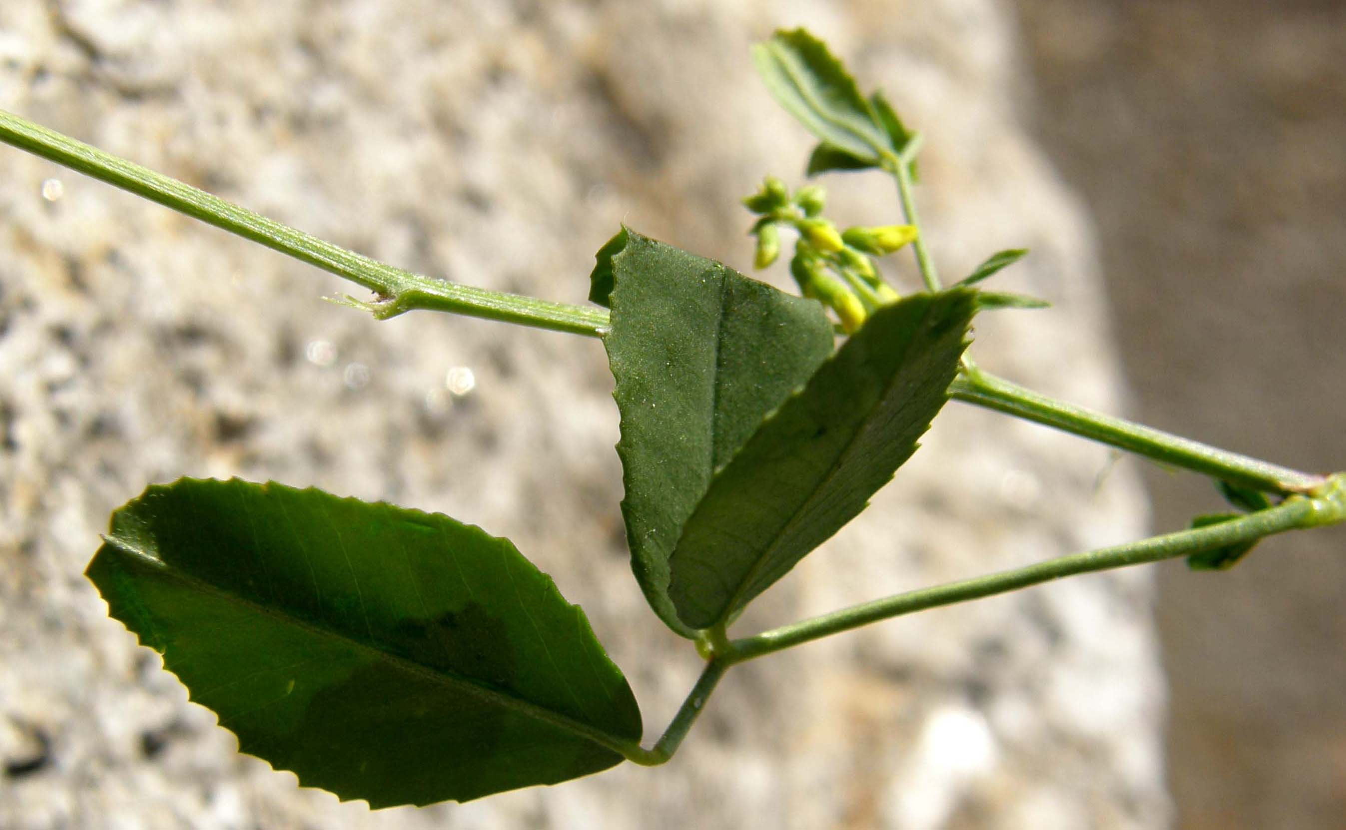 Melilotus cfr. italicus (Fabaceae)