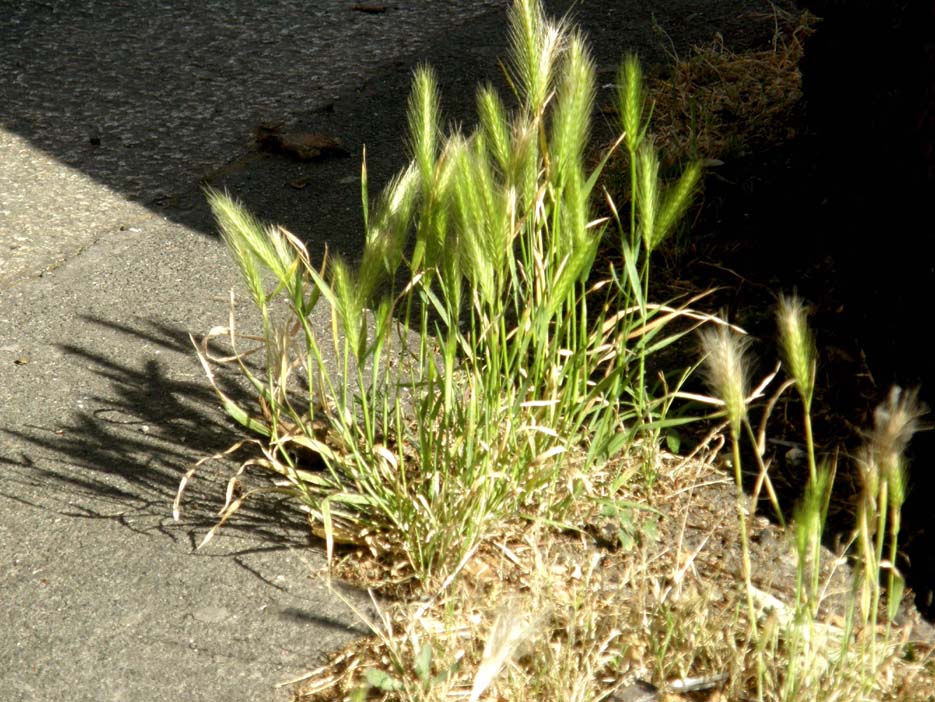 Spighe dei prati - Hordeum murinum (Poaceae)
