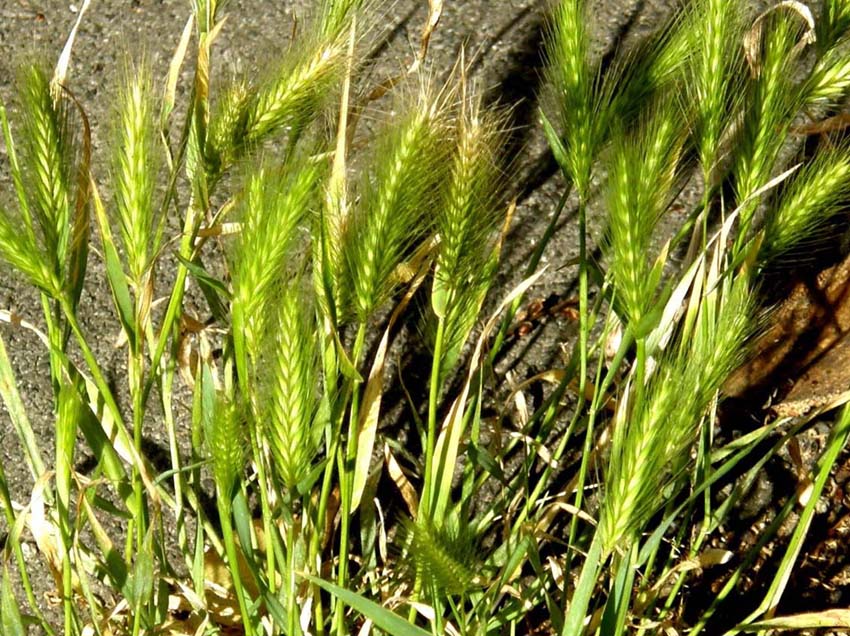 Spighe dei prati - Hordeum murinum (Poaceae)