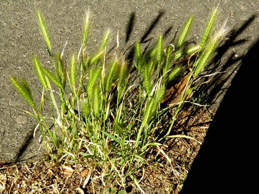 Spighe dei prati - Hordeum murinum (Poaceae)