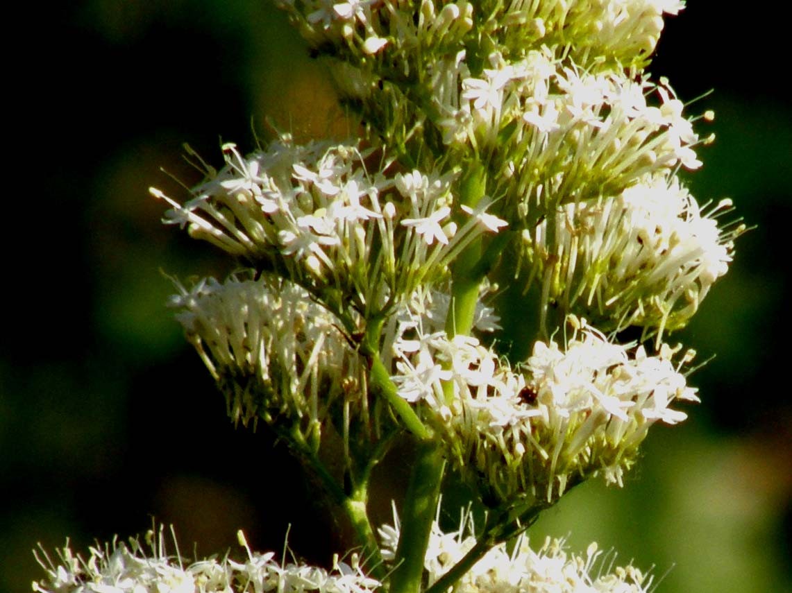 Centranthus ruber  in  forma apocromatica