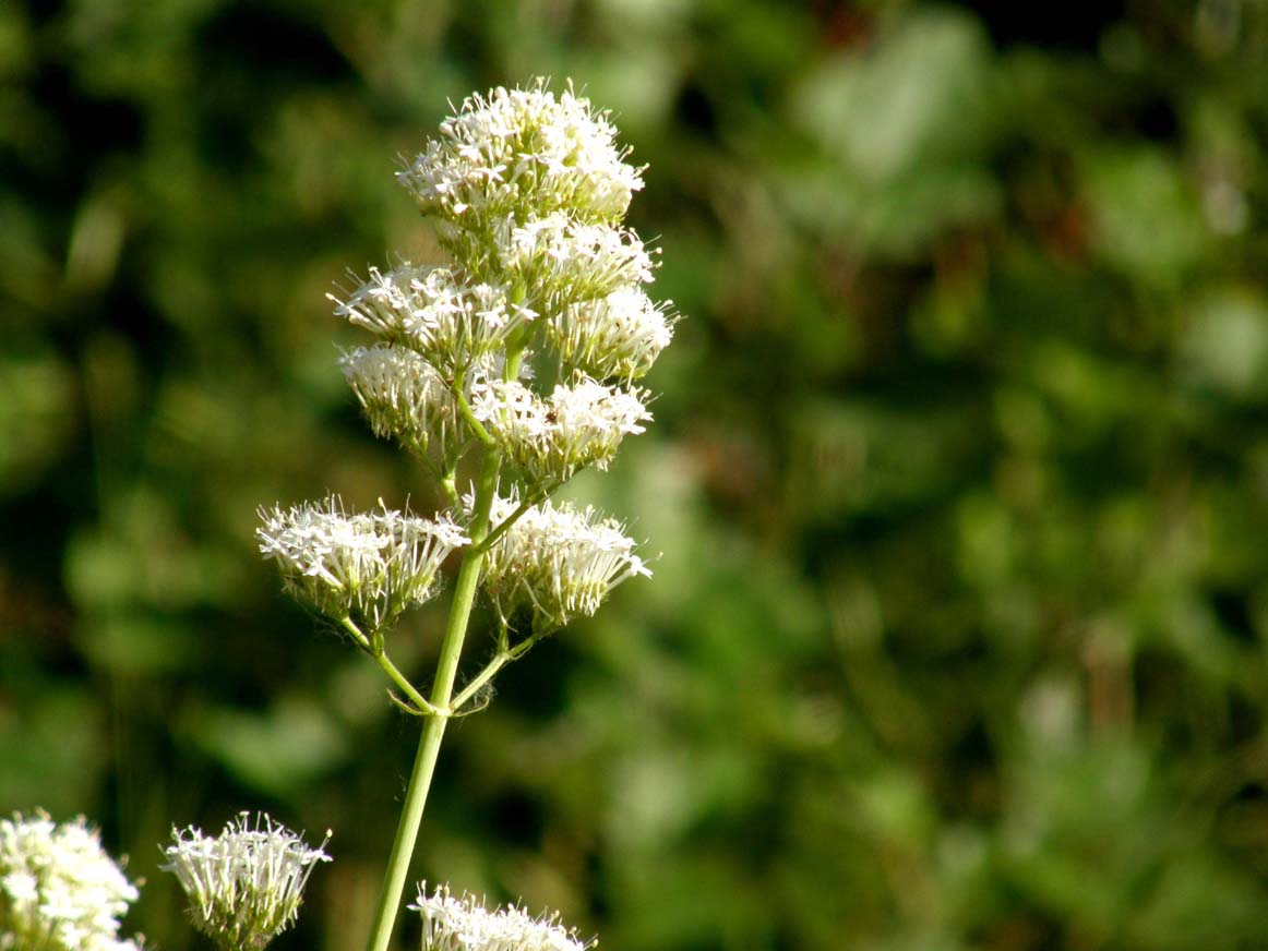 Centranthus ruber  in  forma apocromatica
