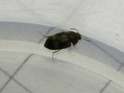 Mycetophagidae: Litargus  balteatus (cfr.)