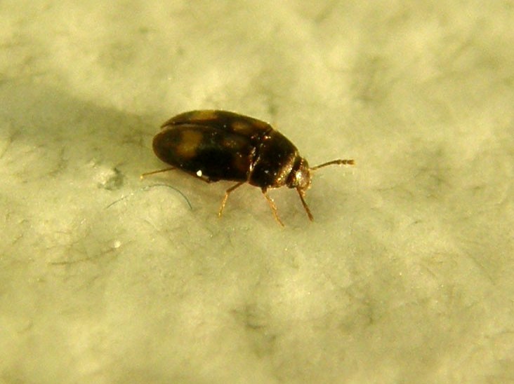 Mycetophagidae: Litargus  balteatus (cfr.)