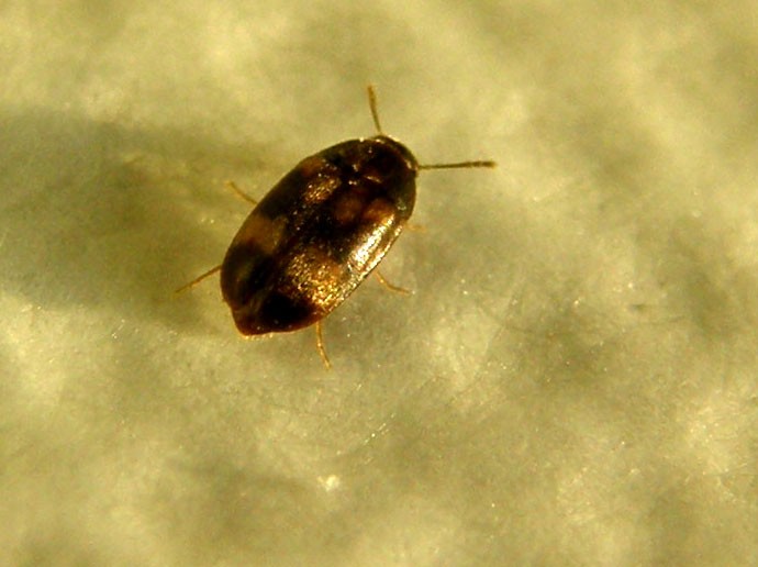 Mycetophagidae: Litargus  balteatus (cfr.)