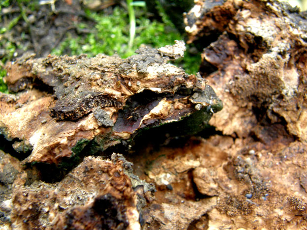 A volte ritornano... (Ganoderma resinaceum)