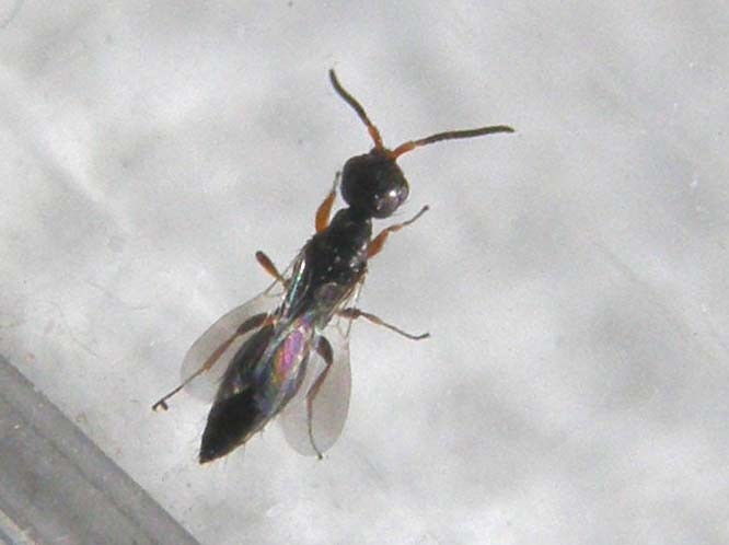 Bethylidae