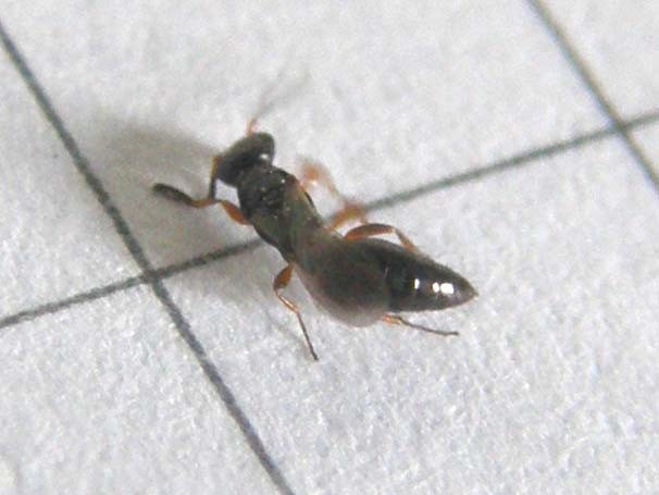 Bethylidae
