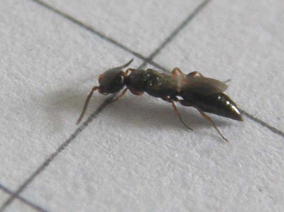 Bethylidae