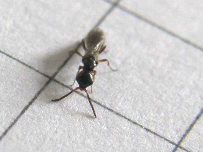 Bethylidae