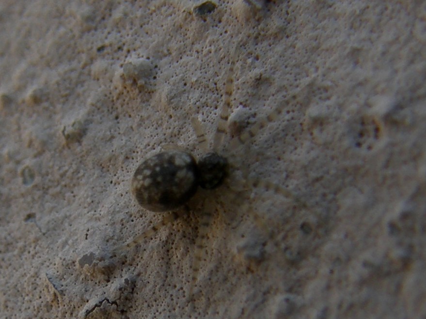Oecobius sp.