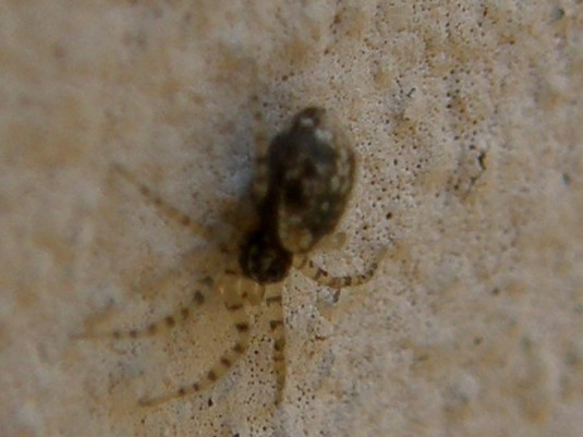 Oecobius sp.