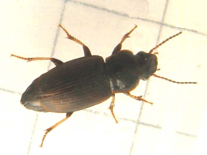 Harpalus cfr pygmaeus