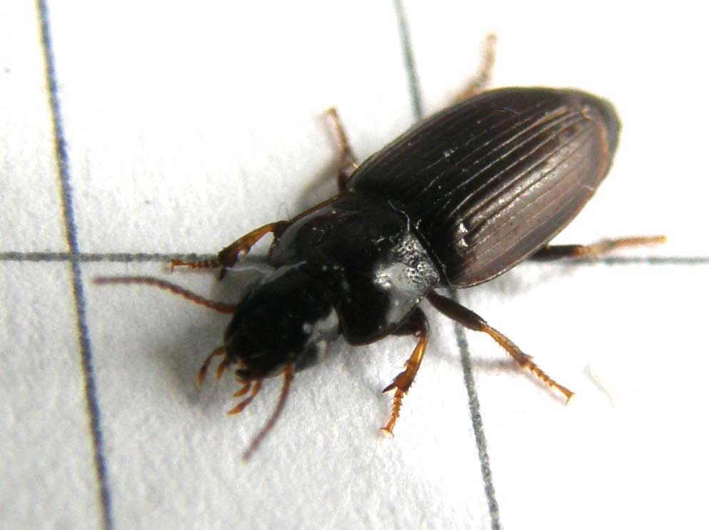 Harpalus cfr pygmaeus