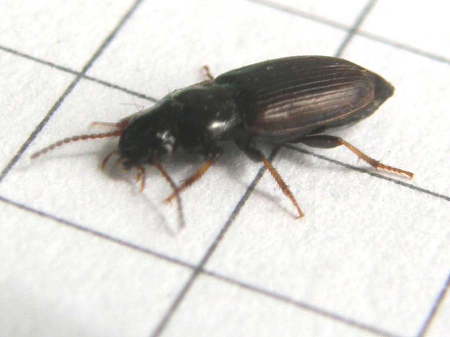 Harpalus cfr pygmaeus