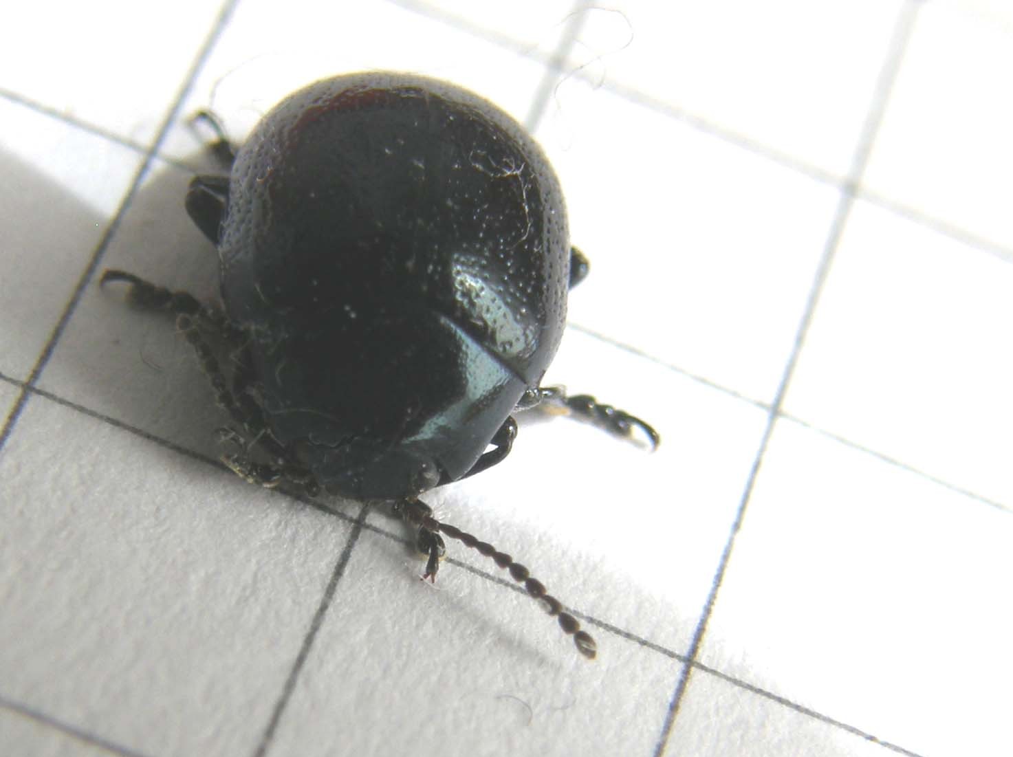 Chrysolina cfr oricalcia