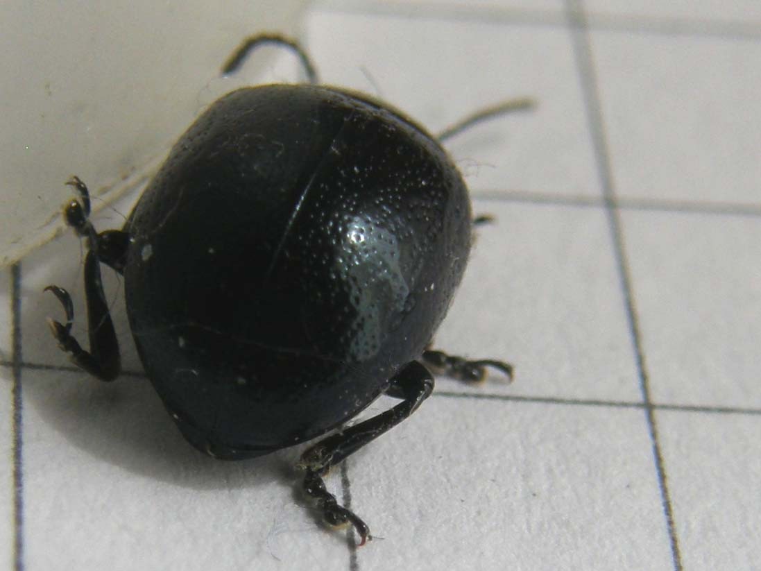 Chrysolina cfr oricalcia
