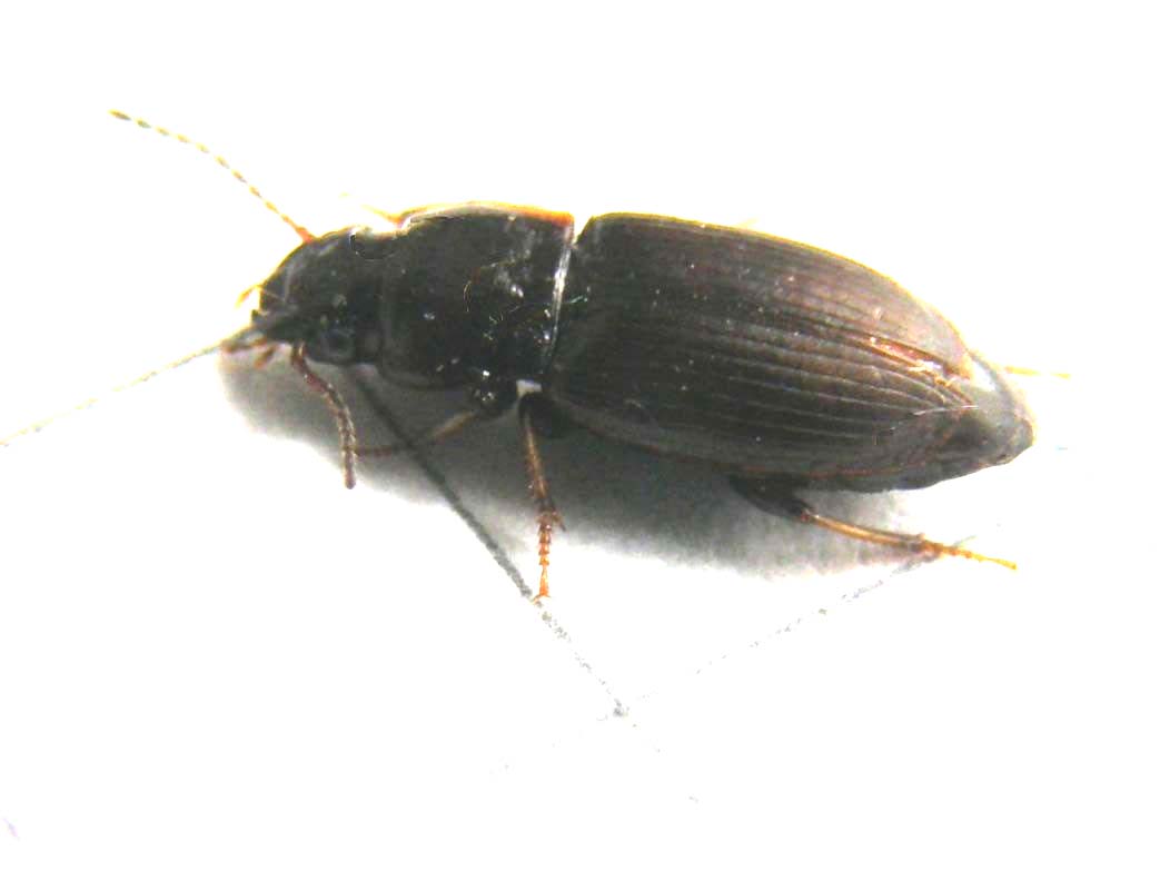Harpalus cfr pygmaeus