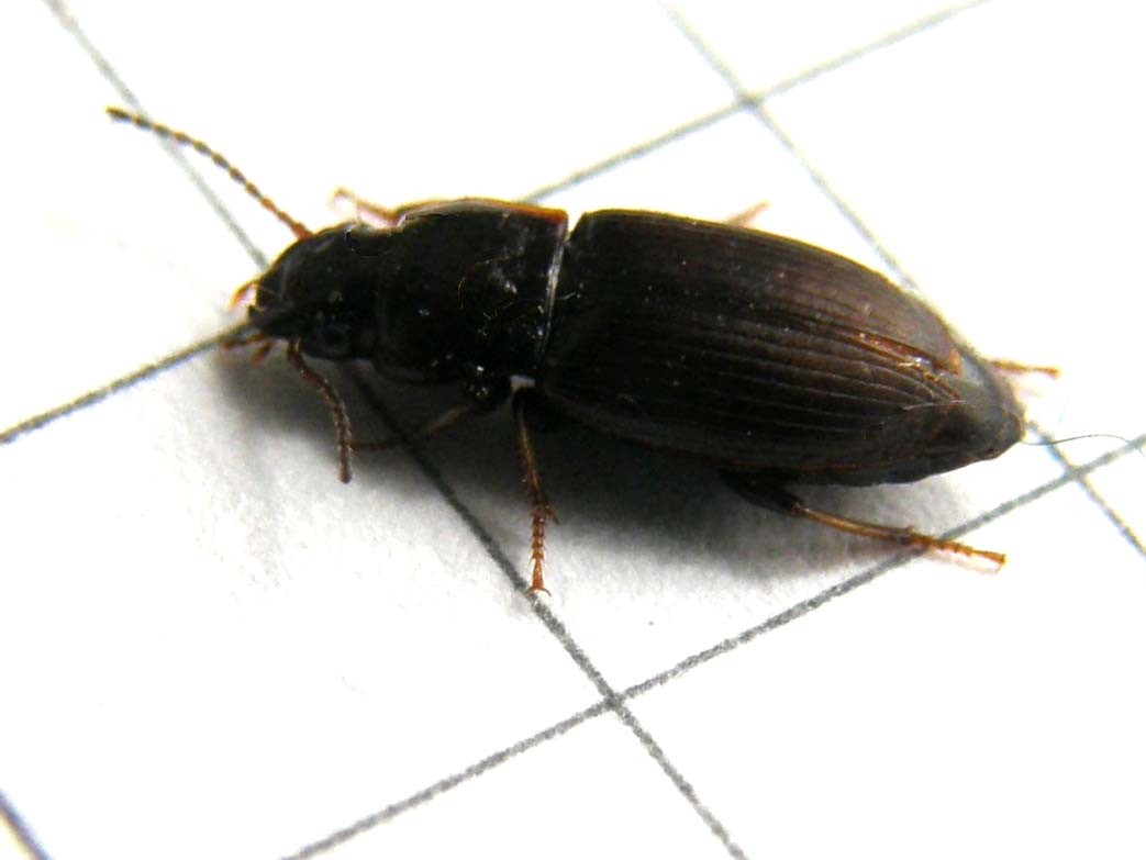 Harpalus cfr pygmaeus
