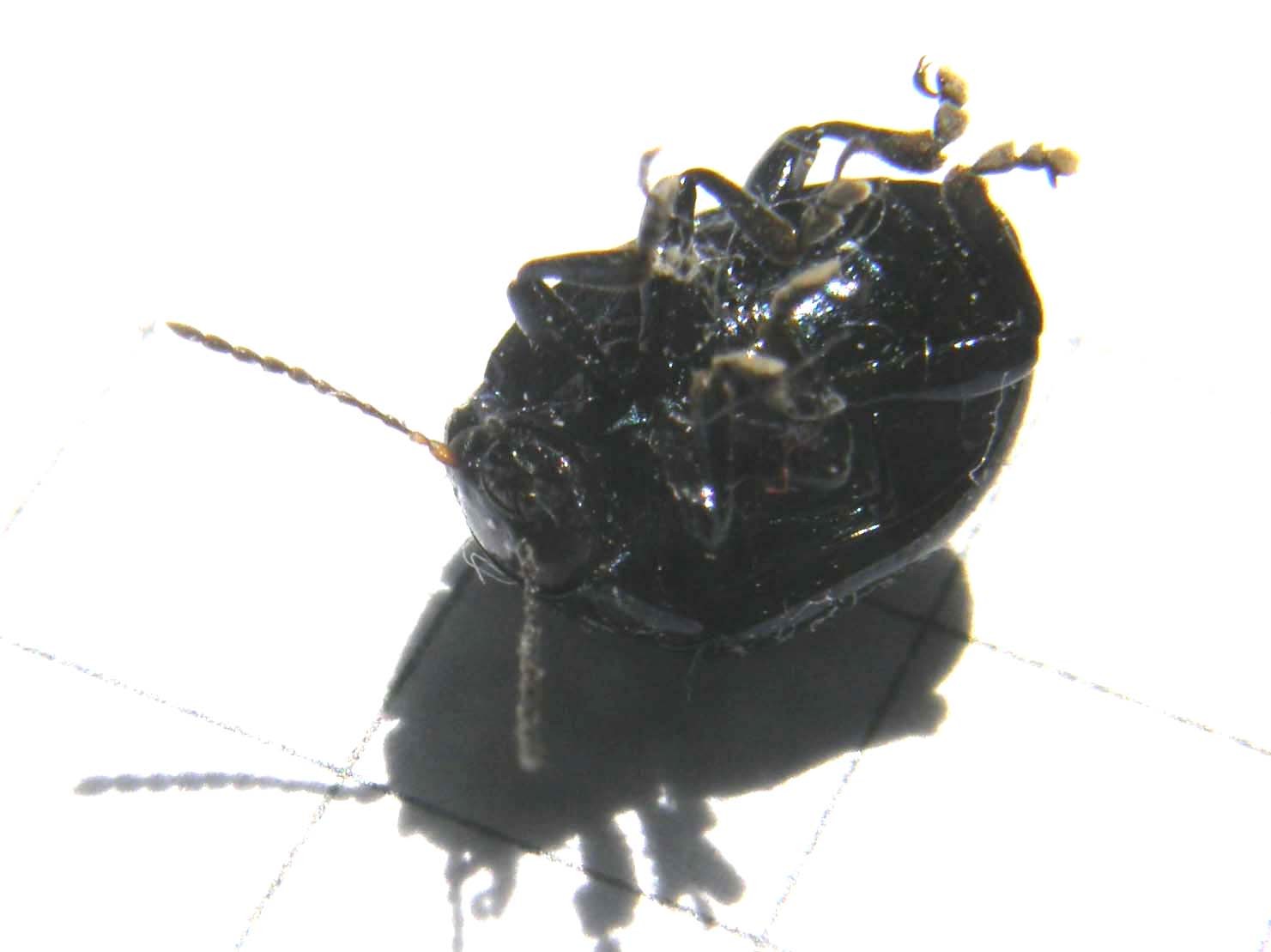 Chrysolina cfr oricalcia