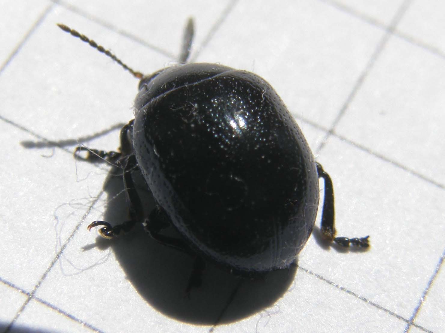 Chrysolina cfr oricalcia