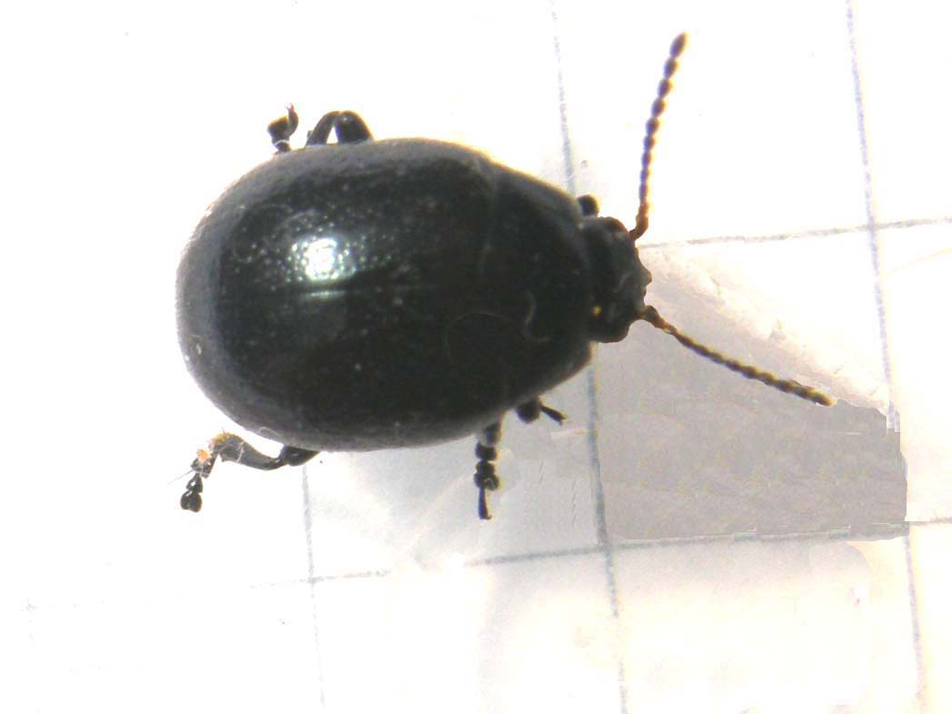 Chrysolina cfr oricalcia